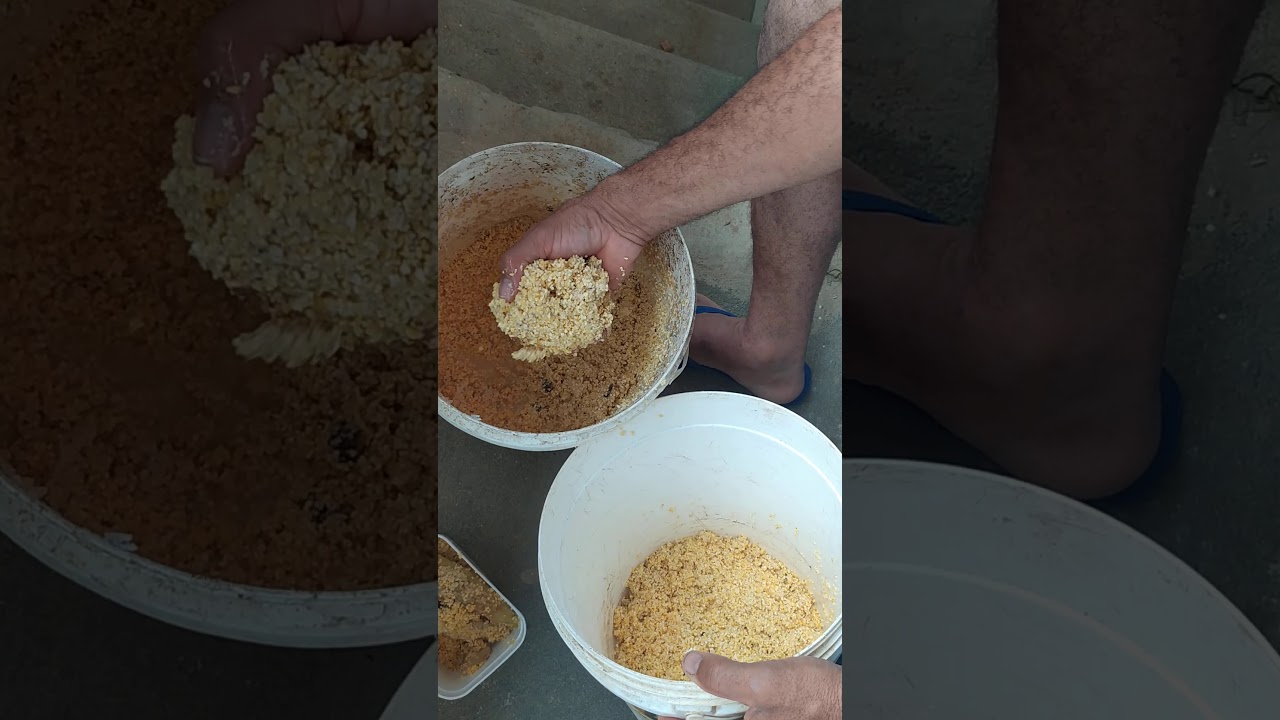 Bichinho da laranja e a produção de vespa