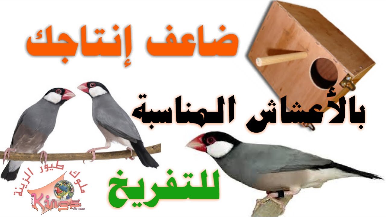 مواصفات ومقاسات العشوش المناسبة لطائر الجاوا وأفضل مواد التعشيش لزيادة الإنتاج