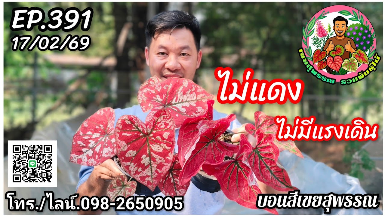 🪅คลิปใหม่🪅บอนสีเขยสุพรรณ🪅จำหน่ายบอนสีราคาถูก🪅