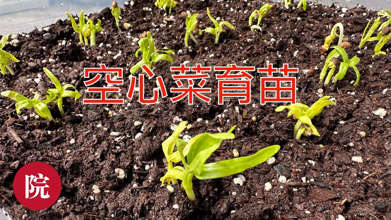 【彬彬有院】种•1071 《如何用种子给空心菜育苗》，温度合适，只需五天，就可以长到一寸高，很快就可以收获了