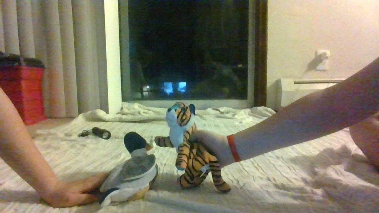 Sports with animals(part 2)(training scene)