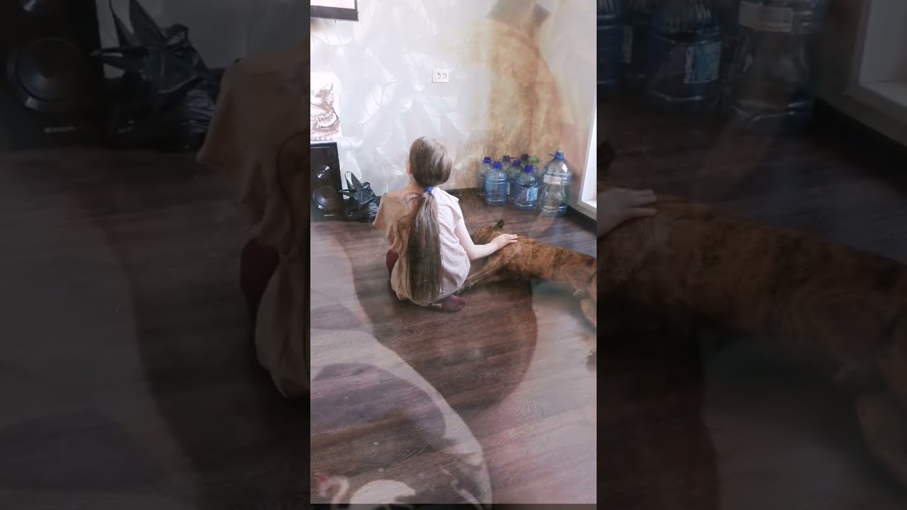 Амстафф Дос🐾Вечно усталый собакен😂 