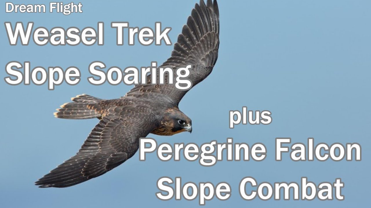 Dream Flight Weasel Trek Slope Soaring and Peregrine Falcon Slope Combat