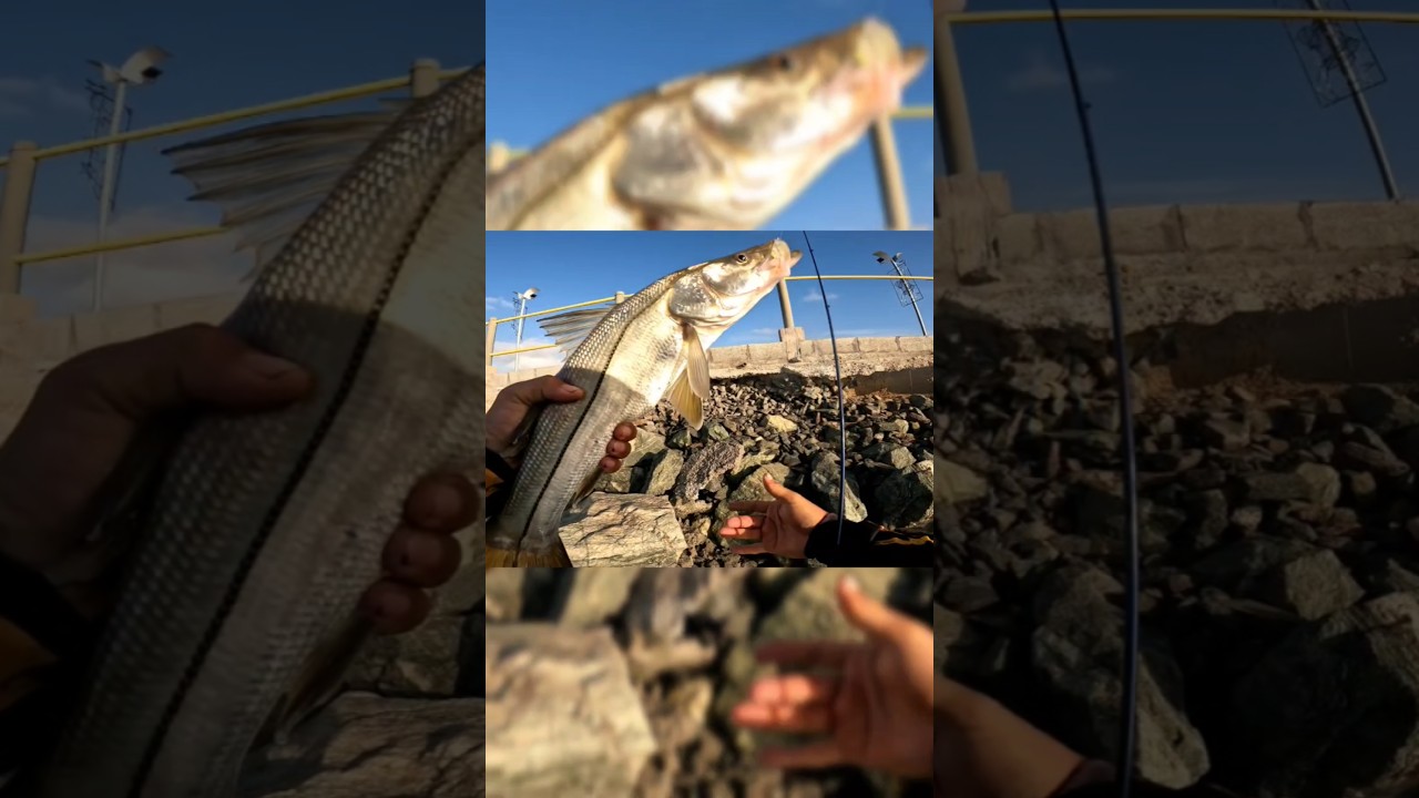 Pesca de barranco #pescaria #pescarianomar #pesca #pescaesportiva #pescadebarranco #viralshorts