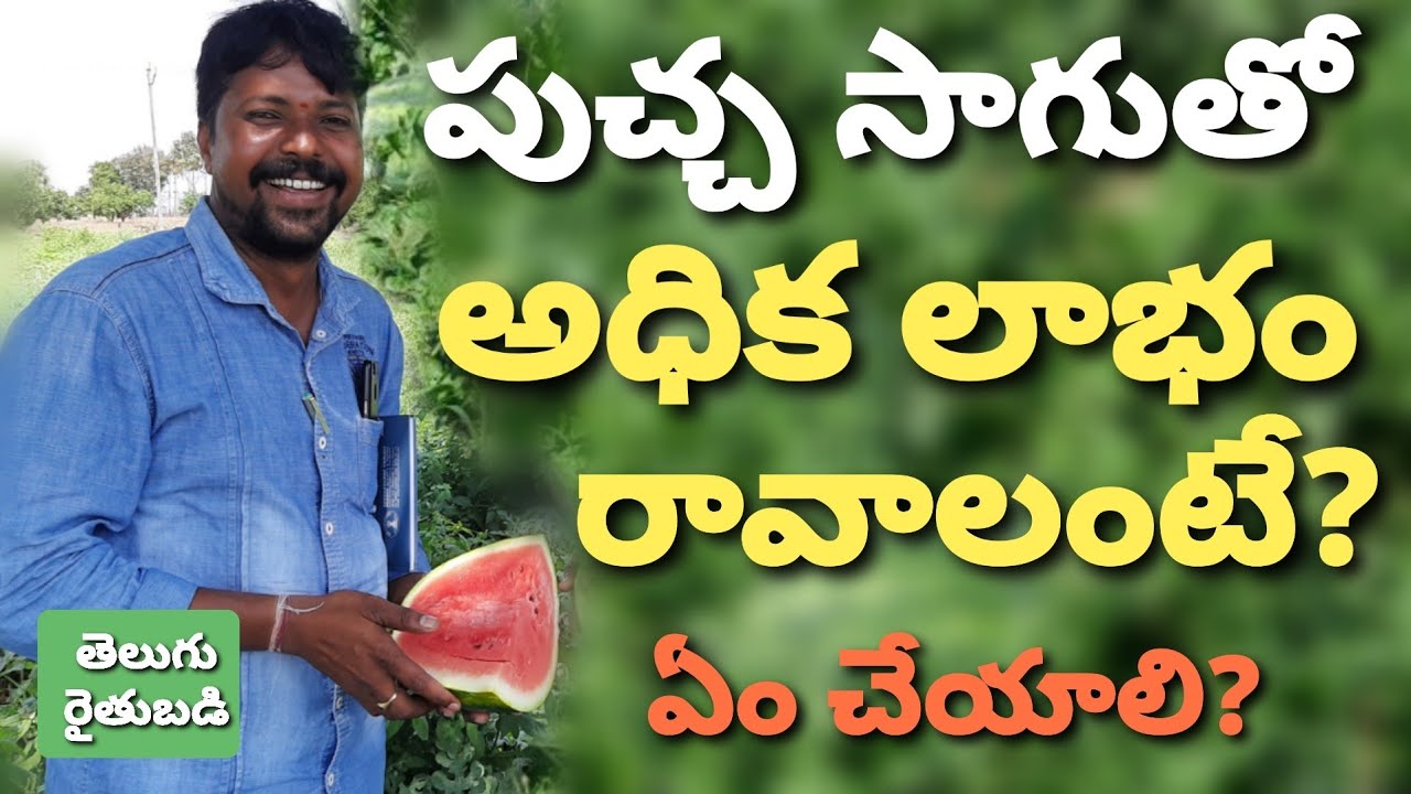 Watermelon Cultivation | పుచ్చ సాగు ఎలా చేయాలి? | Telugu RythuBadi(2020)