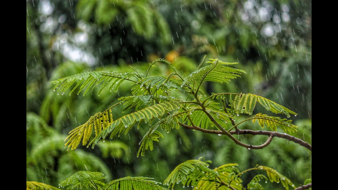 Rainforest Rain Sound Effect (no copyright) FX