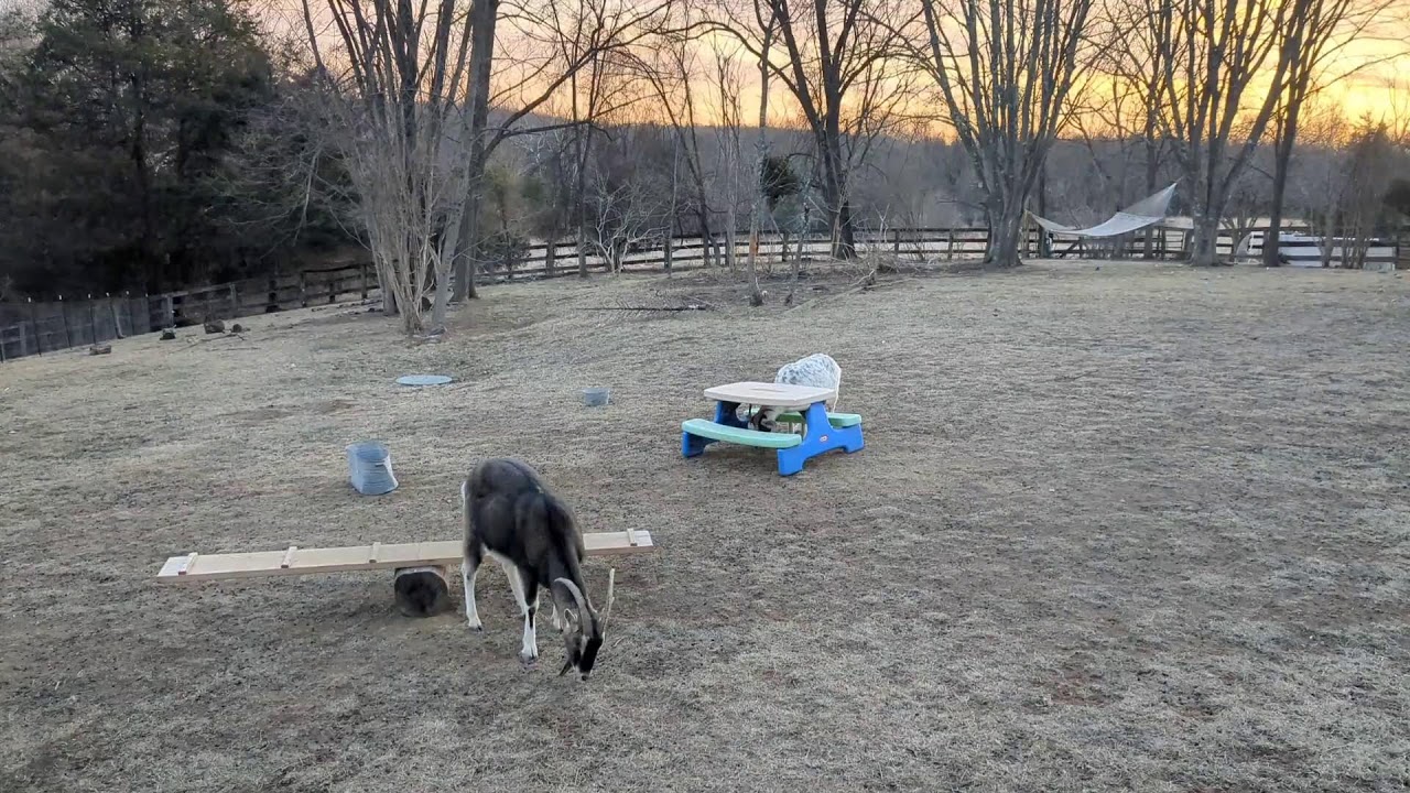 🔴🐐🐔 Livestream goats