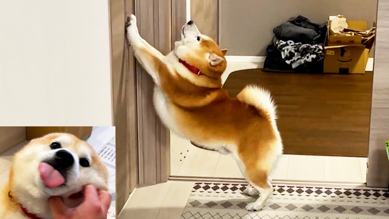 Shibe scratches at rental door with artistic form to welcome family home
