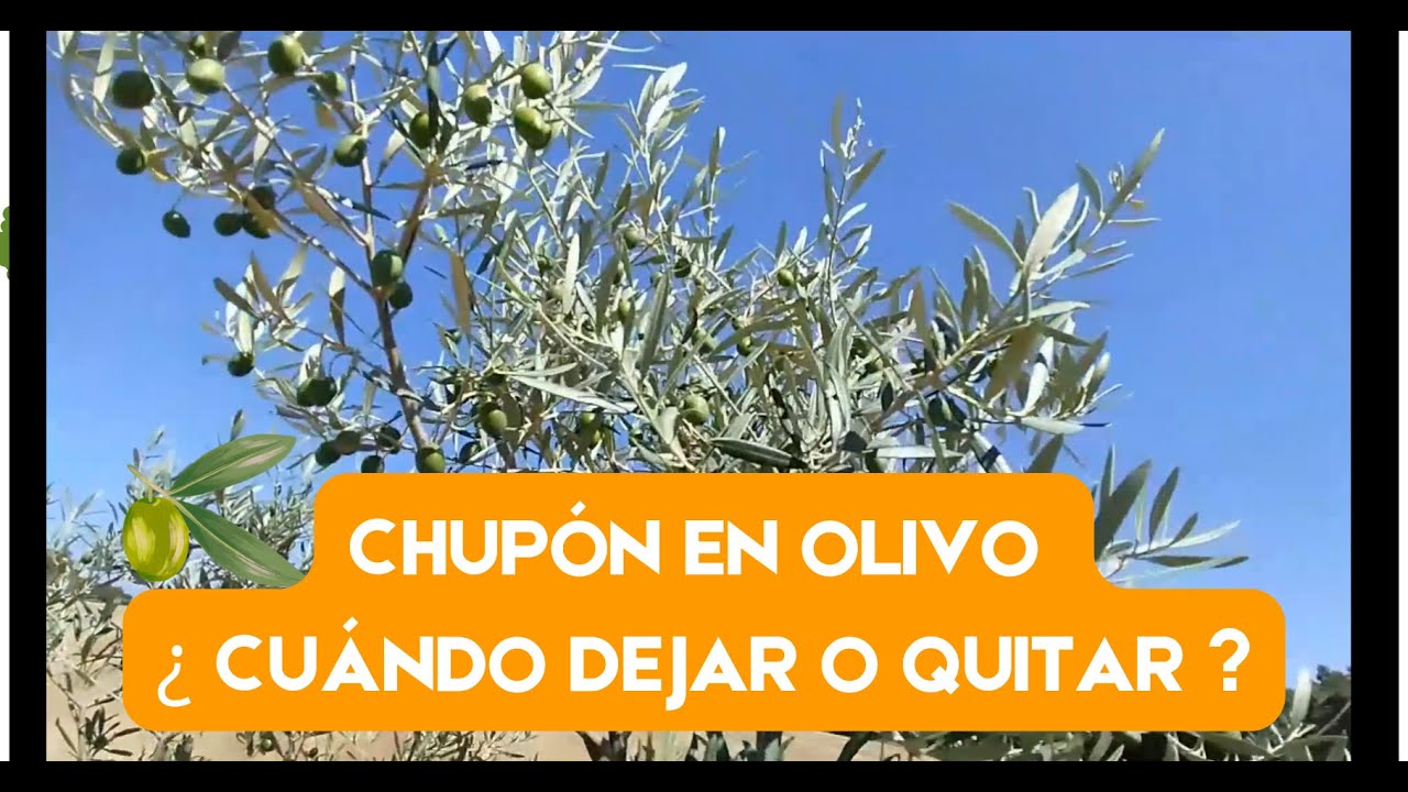 💥 5.000 KG / HECTÁREA ACEITUNA ASÍ 👆🏼👆🏼👆🏼