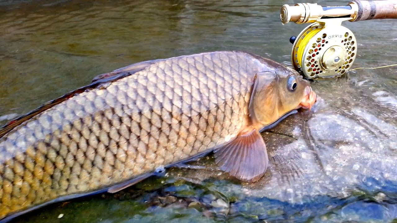 Fly fishing - Episode 10 - Carp Fly Fishing (잉어 플라이낚시)