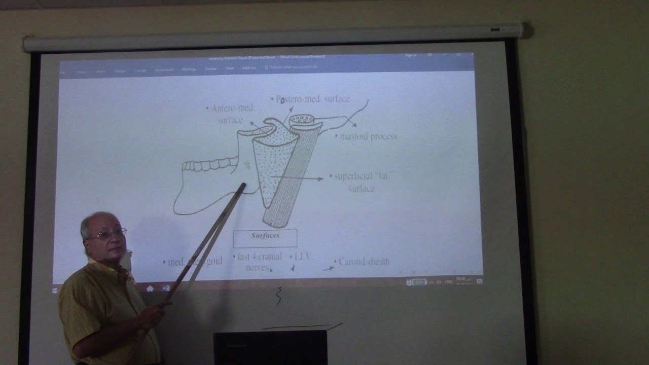 Anatomy of head & neck 28 ( Parotid salivary gland , part 1 ) , by Dr. Wahdan
