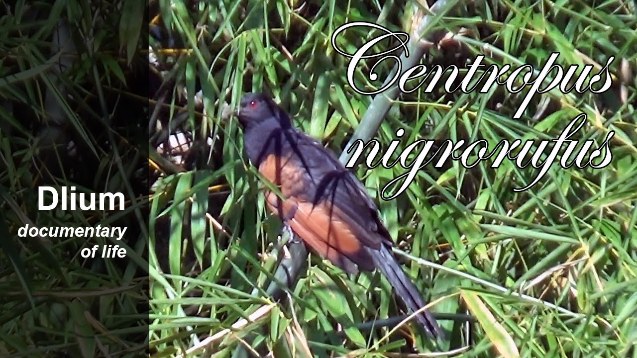 Суматранская шпорцевая кукушка (Centropus nigrorufus) - часть 2