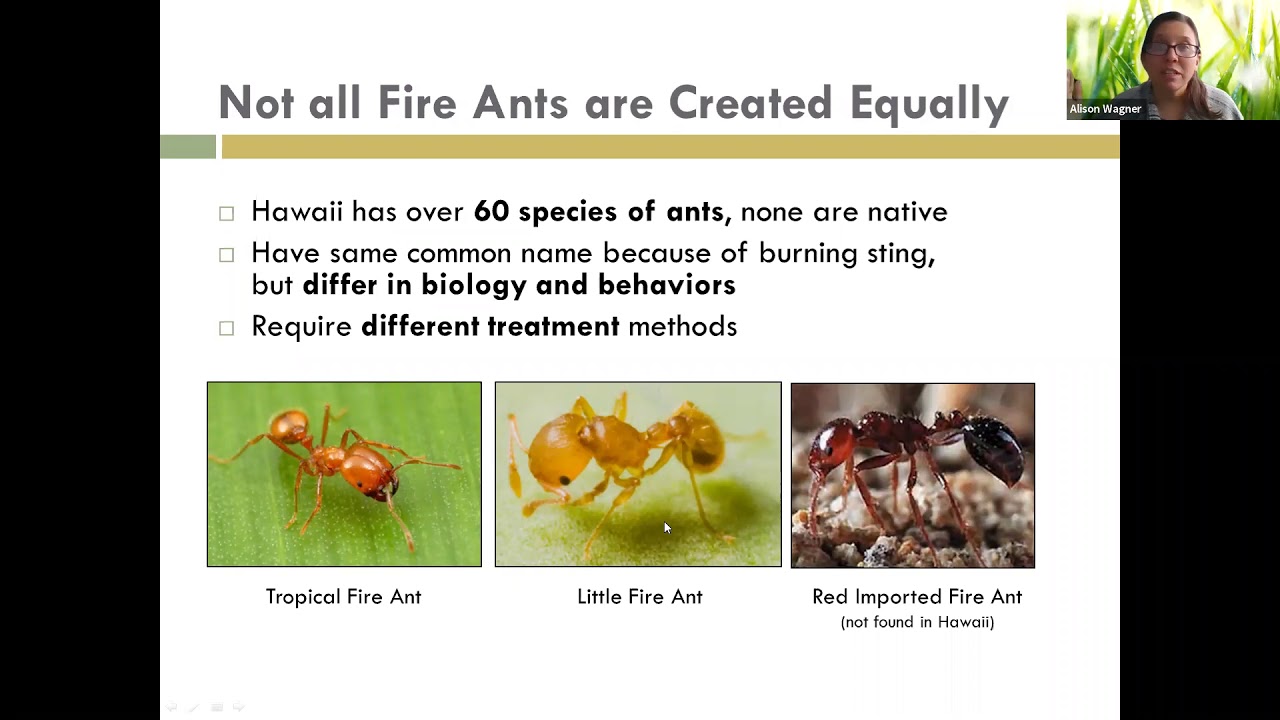 Little Fire Ants presentation from the Hawaii Ant Lab