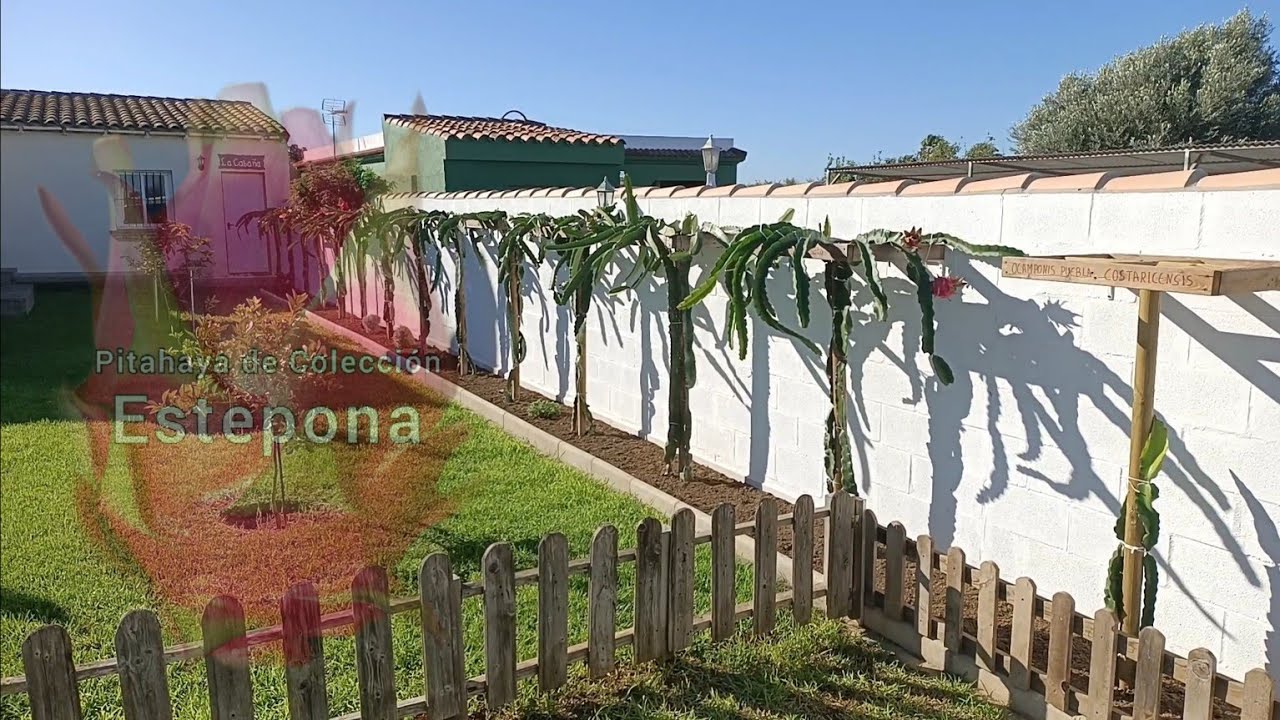 En esta ocasión nos desplazamos a Cádiz y visitamos una bonita colección de pitahayas, jindú n°1....