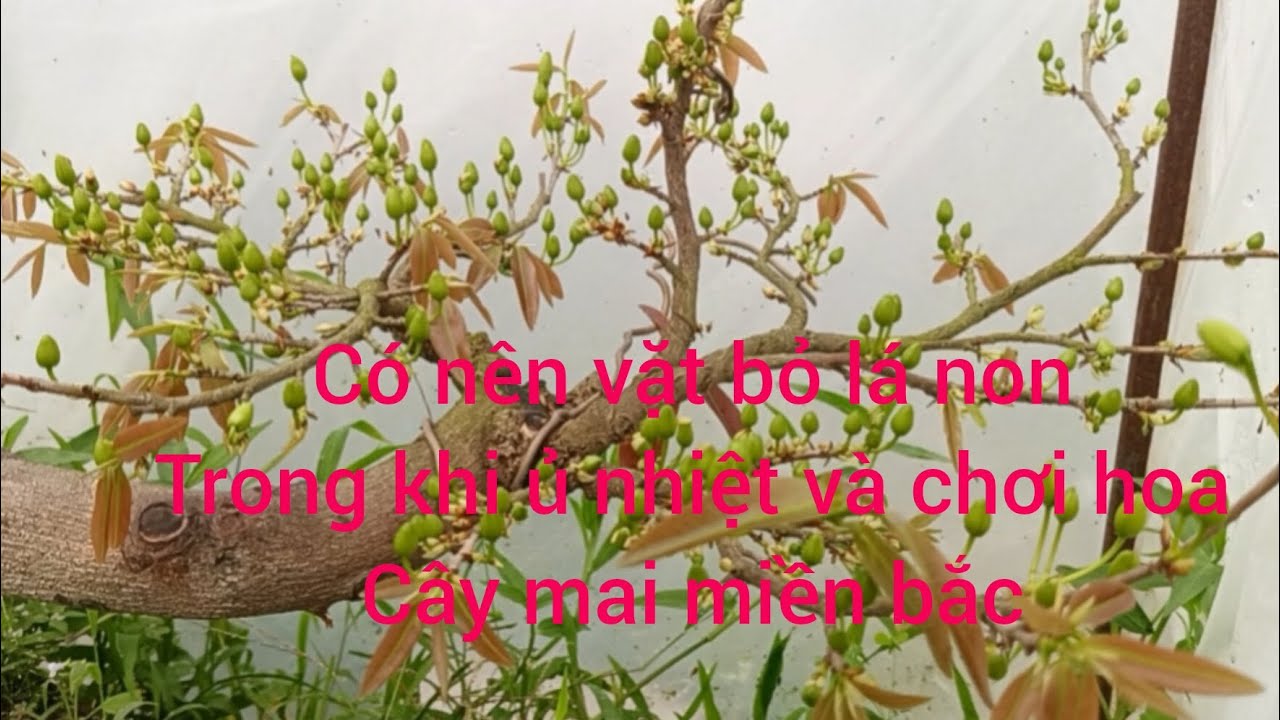 Có nên vặt bỏ lá non trong khi ủ nhiệt và chơi hoa cây mai miền bắc 