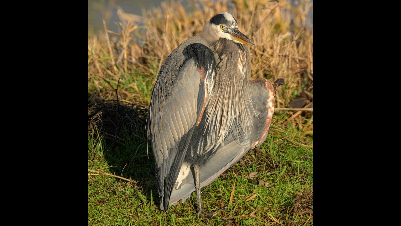 Ridgefield National Wildlife Refuge, December 2024