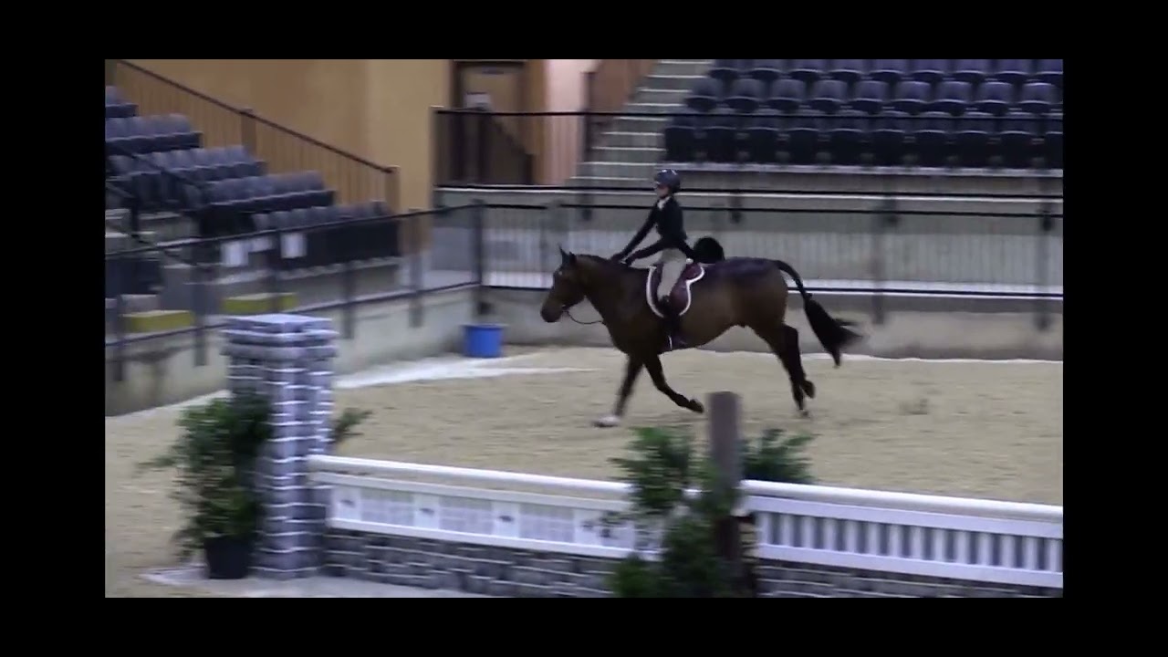 Hazelwood- Small Junior Hunter winning National Hunter Derby October 5, 2024