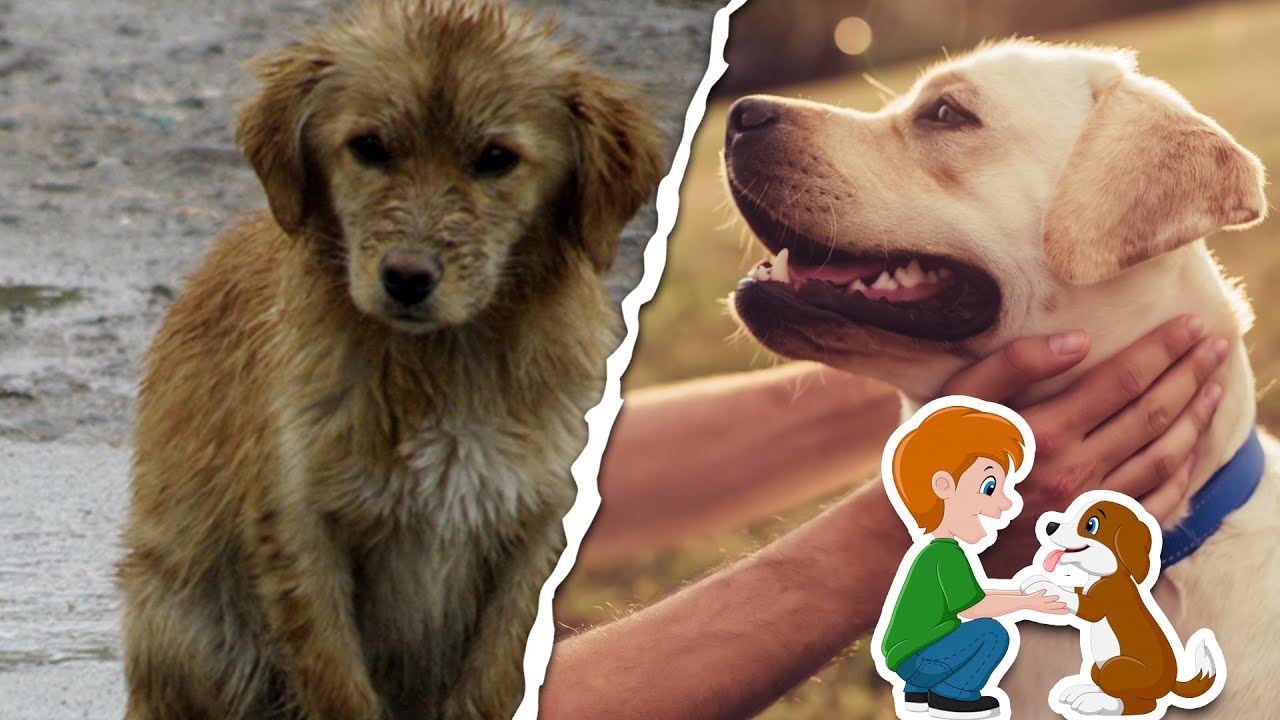 Cuidado de las mascotas / el video que todos deber&iacute;an ver