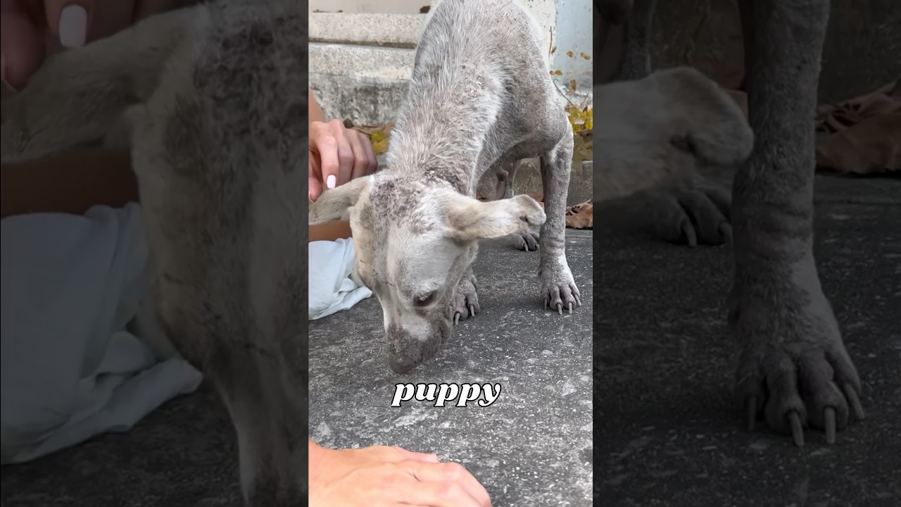 I Saved a Dying Dog With Puppies