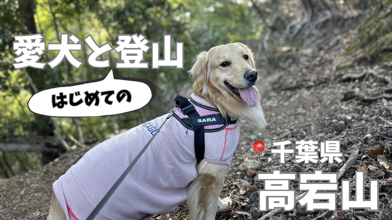 【愛犬と登山】冬の高宕山でサラと一緒に絶景ハイキング⛰️🐶