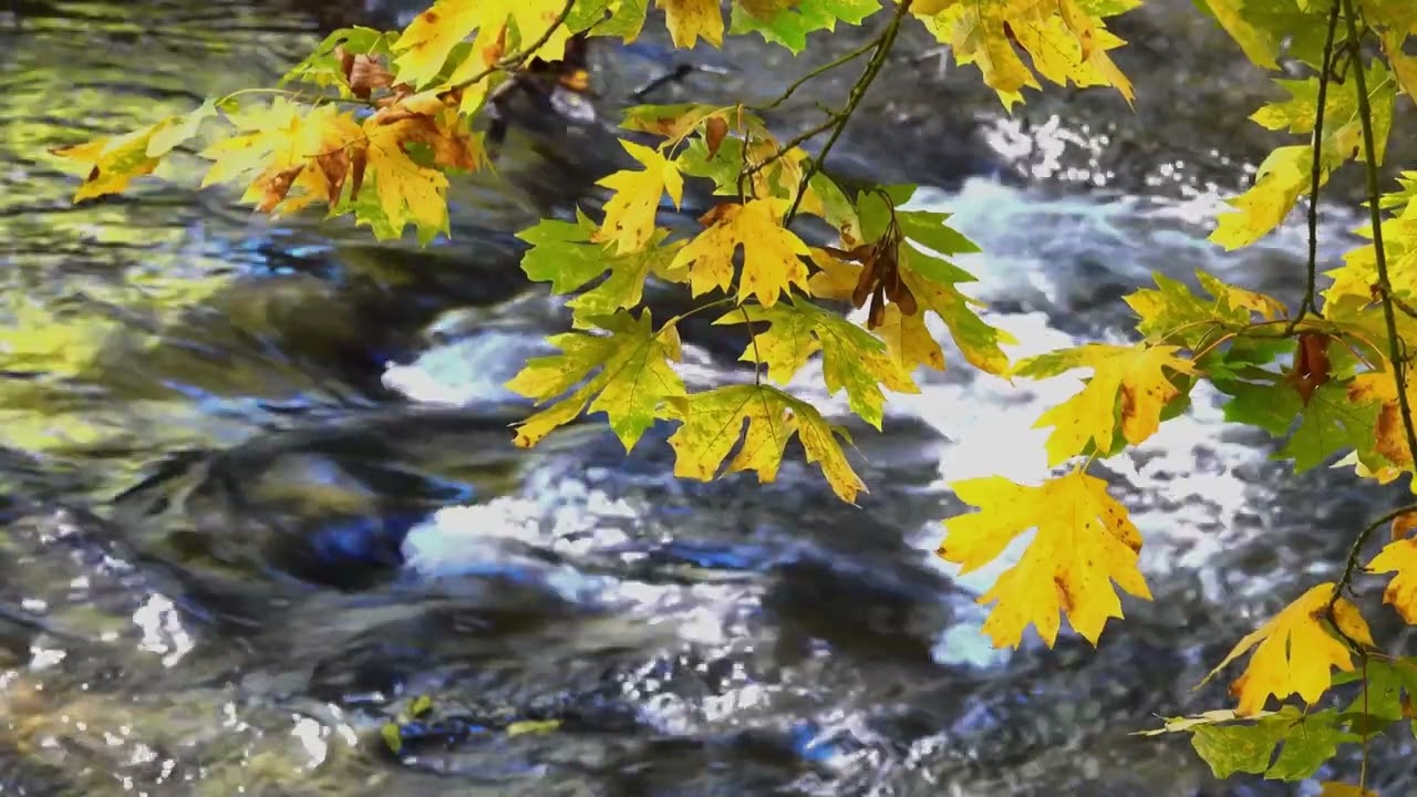 Tranquil Nature Sounds & Peaceful Melodies | Relaxing Music for Inner Calm 🌿🎶