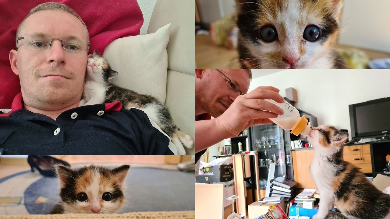 Glückskatze Lotta - Chronologie der letzten Wochen von der Fundkatze!sweet cat - funny cat 😻