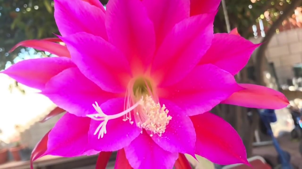 Como empezar una mata de Ephypillum,, o Orquidea cactus