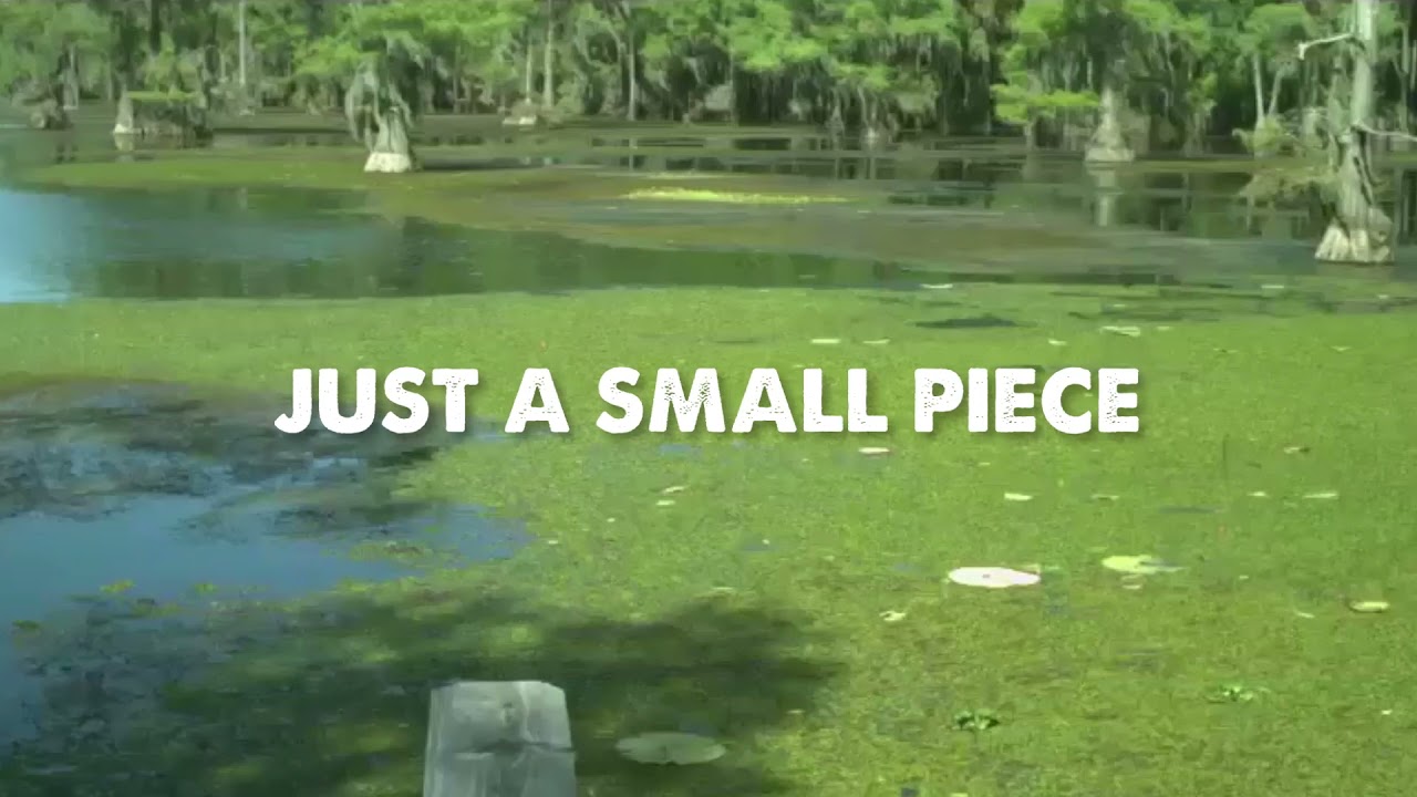 Protect the lakes you love: Stop the spread of giant salvinia
