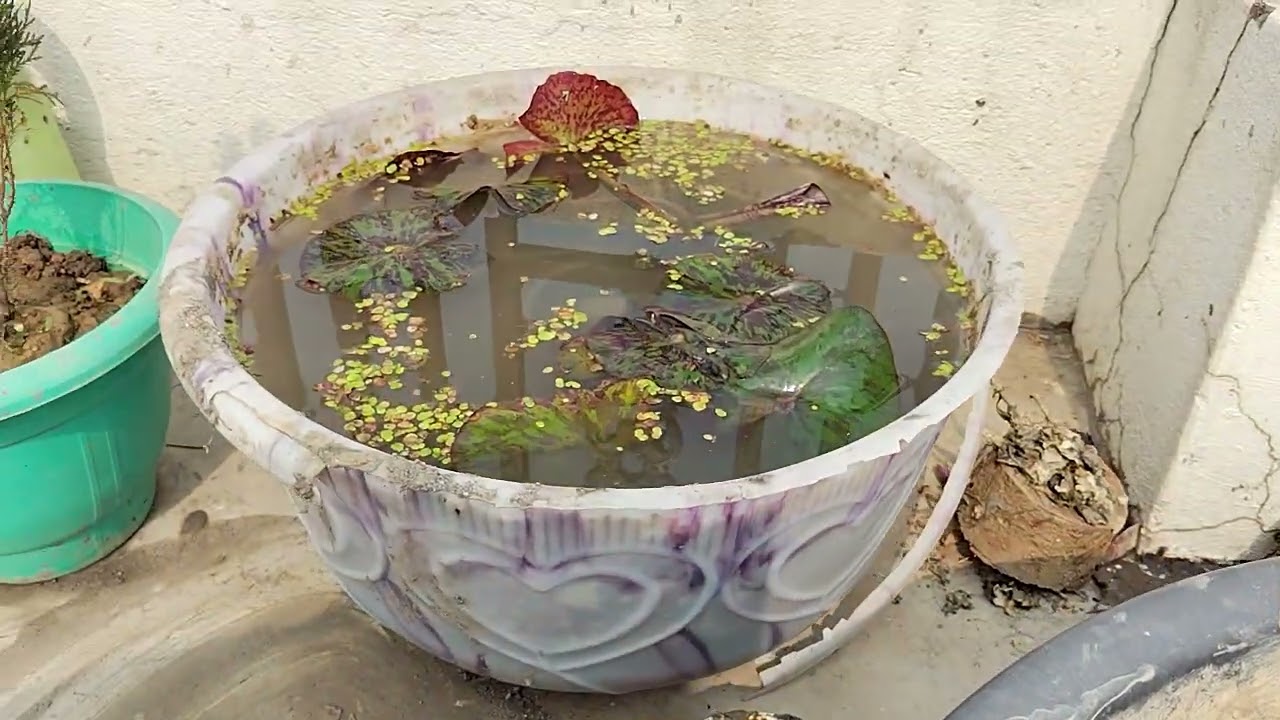 Dher Sare nikale Lotus ke Tuber dekhiae kaise karenge reporting