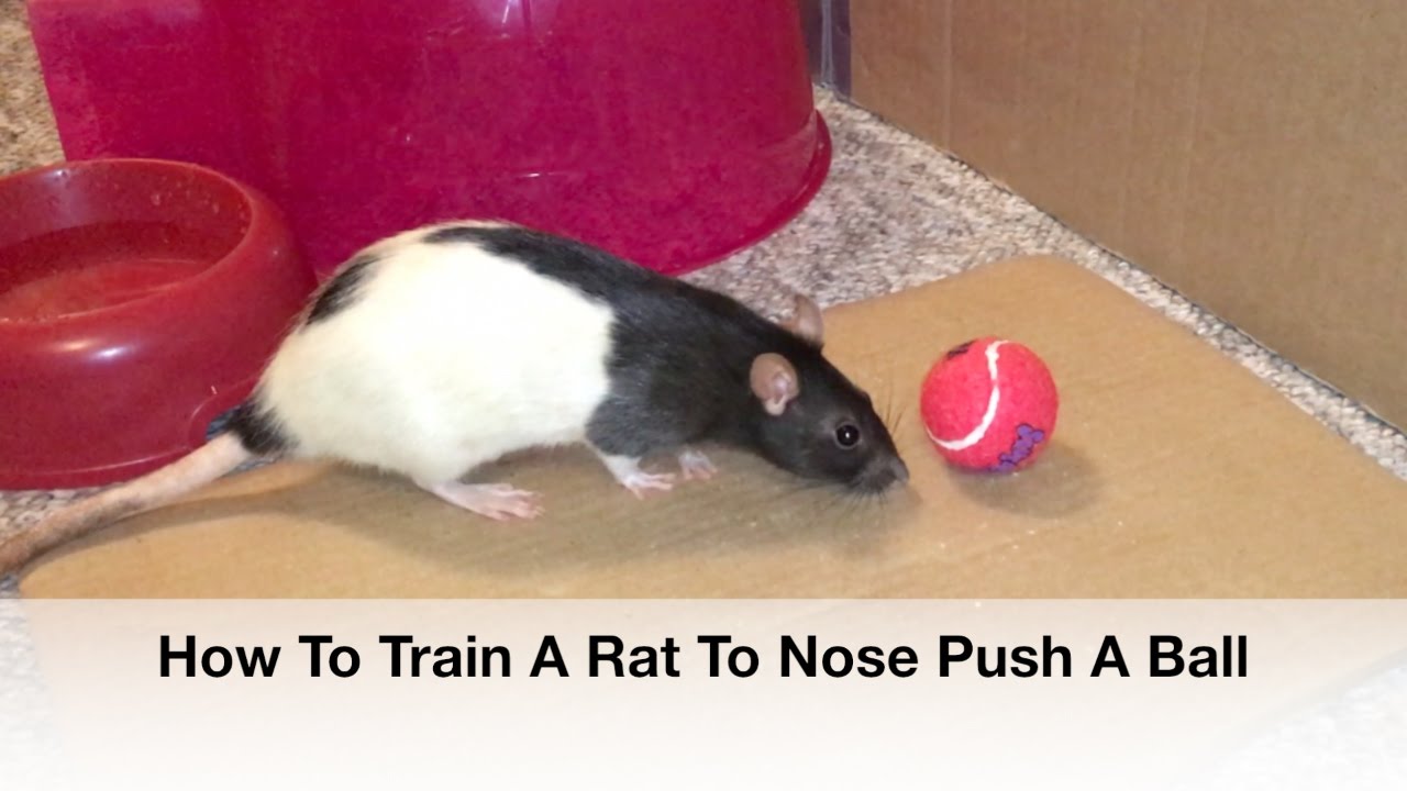 How To Train A Rat To Nose Push A Ball