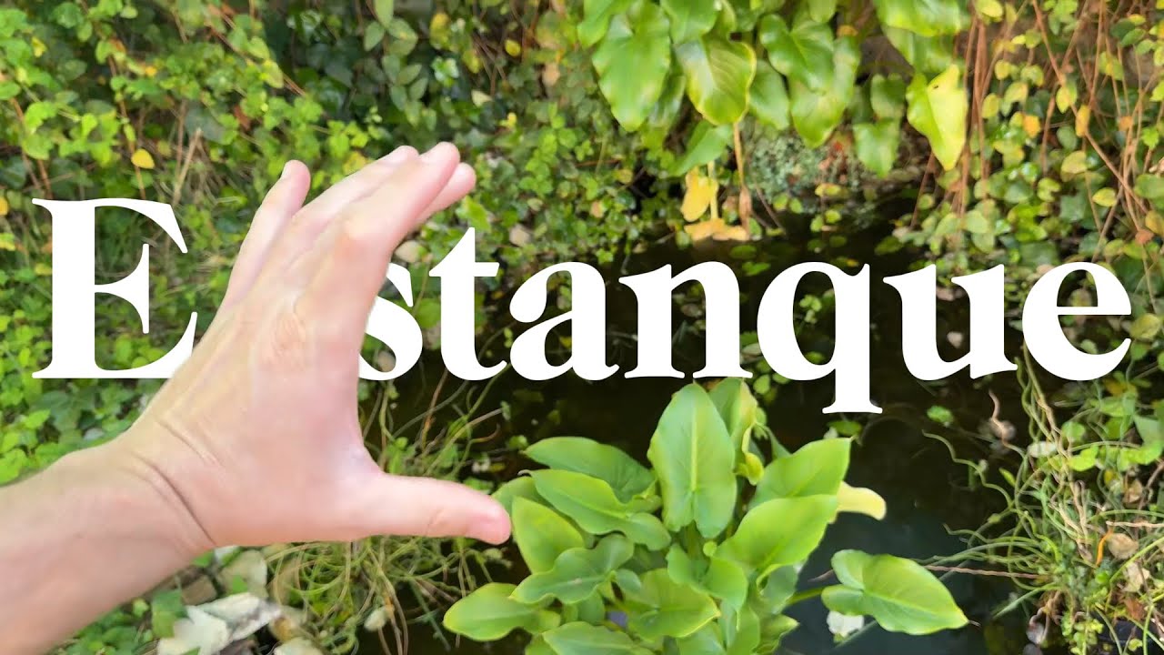 Actualización del Estanque de Jardín Casero 🐠🌿