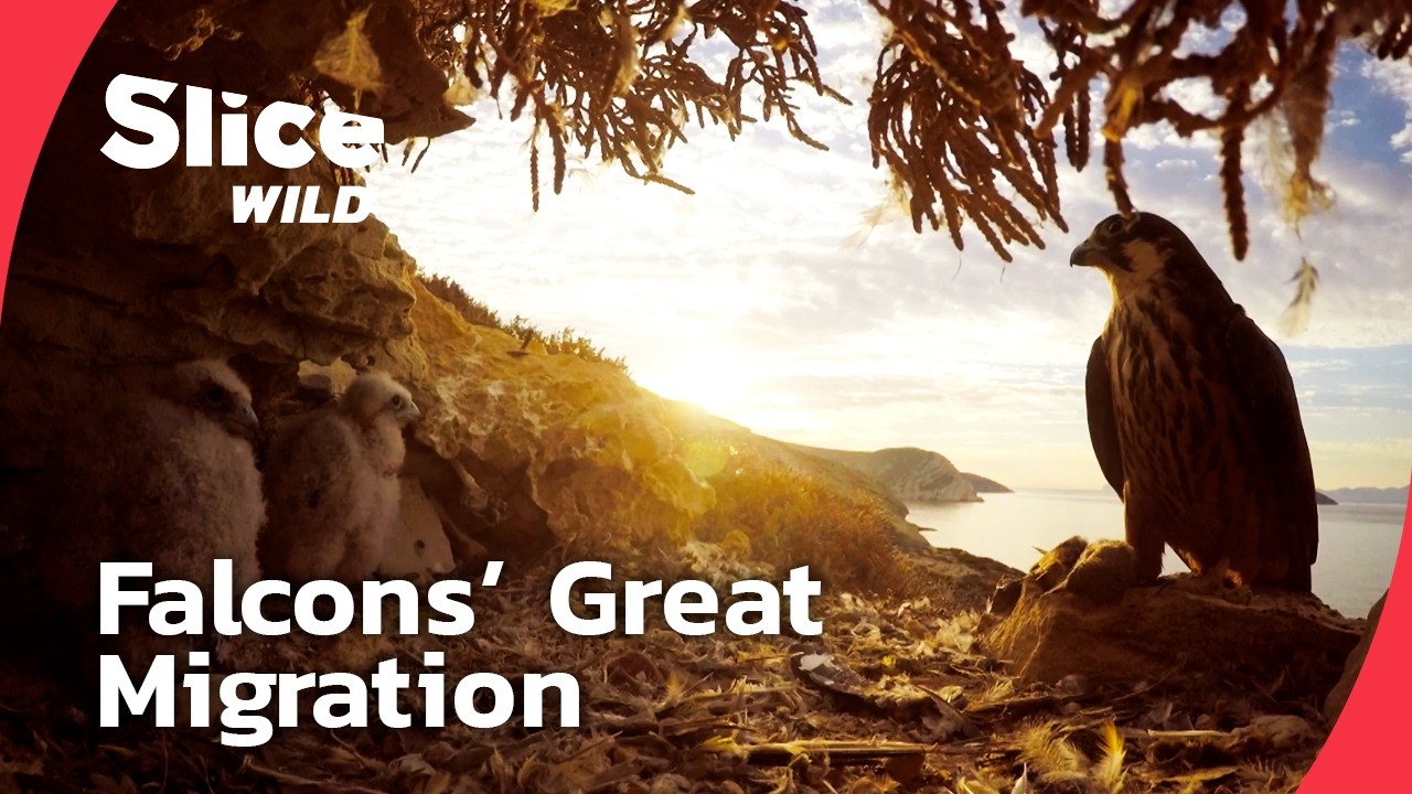 From Europe to Africa: A Falcon’s Odyssey | FULL DOC | SLICE WILD