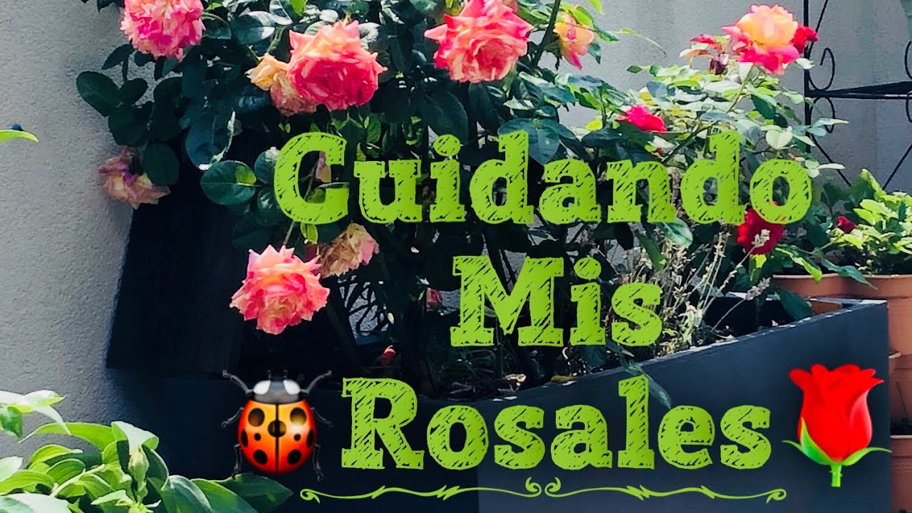 Como cuido mis Rosales