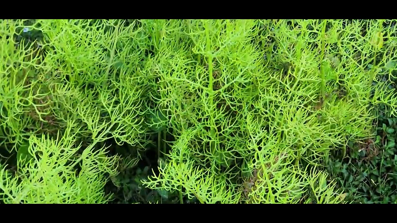 Watersprite Fern in a floodwater retention ditch.