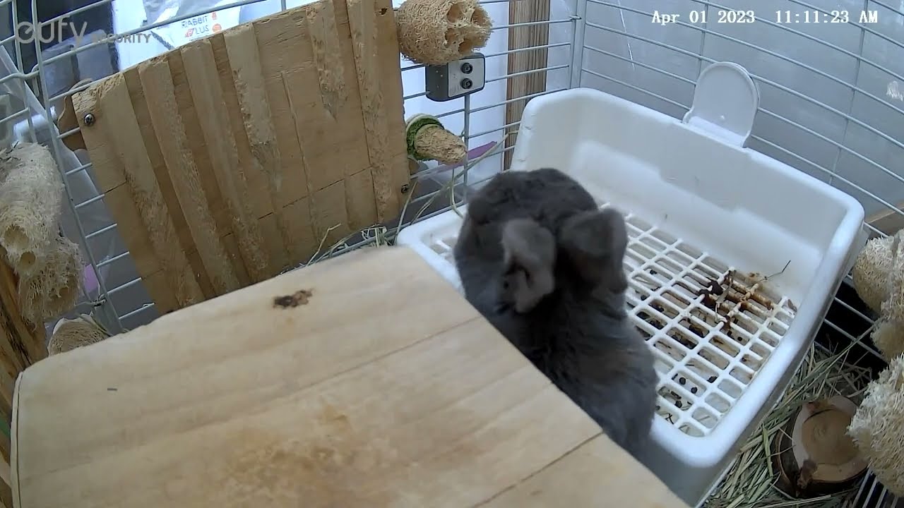 【ウサコッツ闘病日記】ウサギが亡くなる瞬間　その1　-閲覧注意-