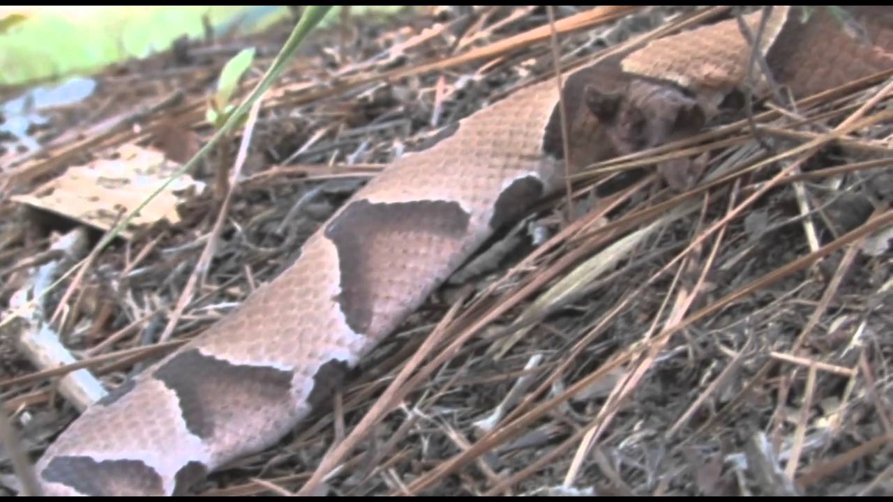 Southern Copperhead
