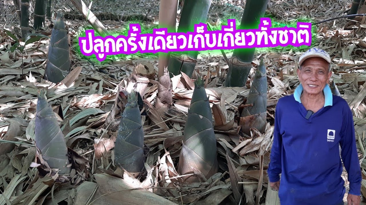 ไผ่กิมซุงปลูกง่ายขายดี#ขายทั้งปีทั้งชาติ