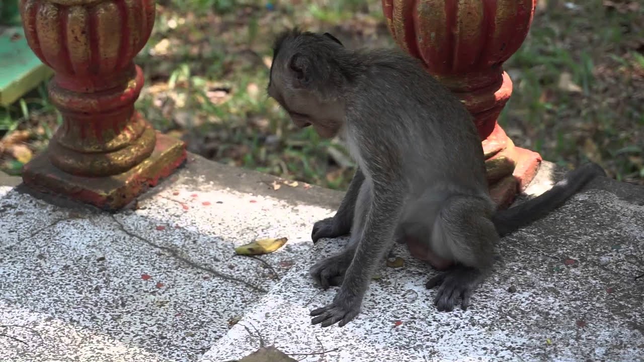 Little monks playing with monkeys