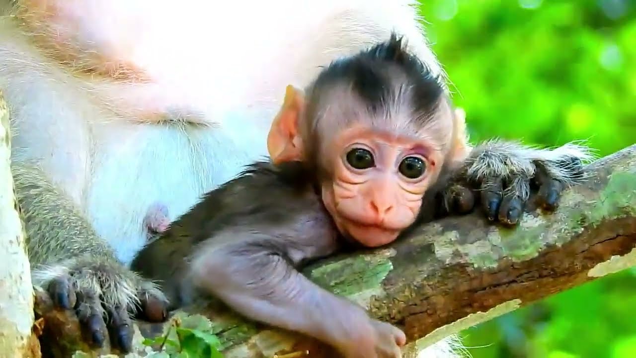 So Cute Aria Baby Monkey