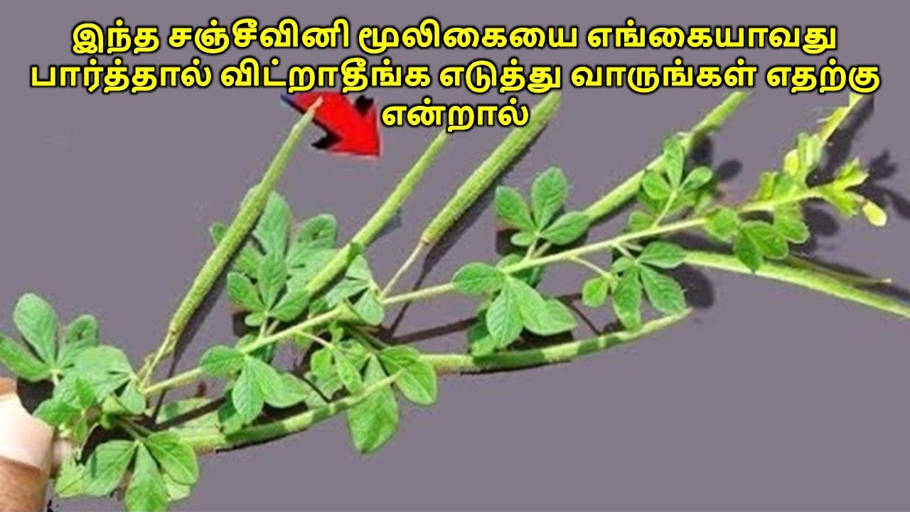 இந்த சஞ்சீவினி மூலிகையை, எங்கையாவது பார்த்தால் விட்றாதீங்க, எடுத்து வாருங்கள் என்றால் Cleome viscosa