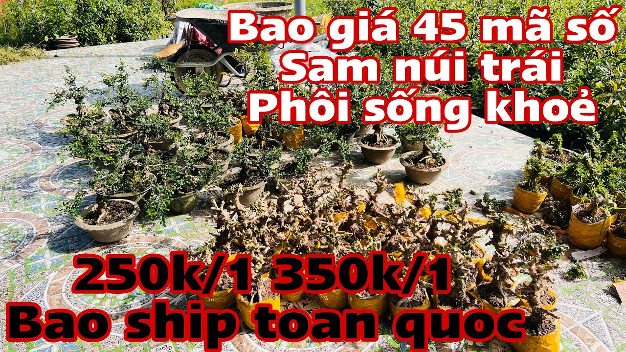 ✅ hết hàng ✅