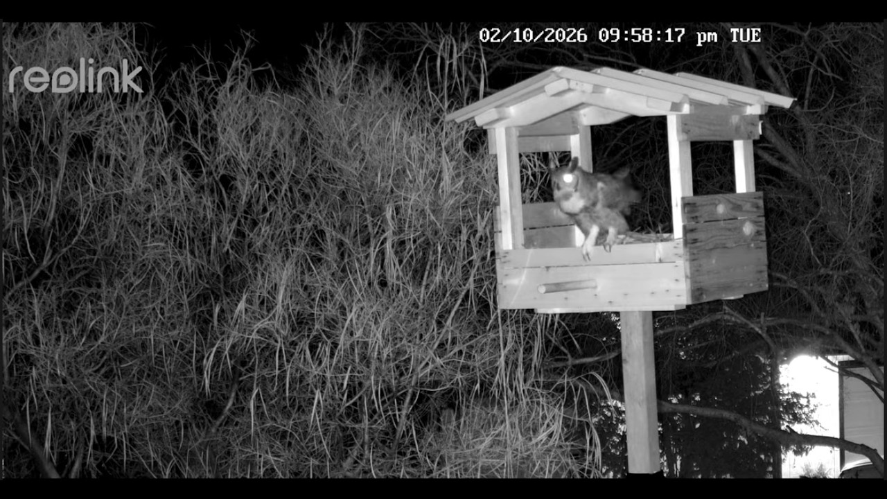 02102026 Great Horned Owl