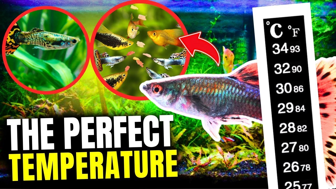The Best Temperature for Guppies (and Why It Matters)