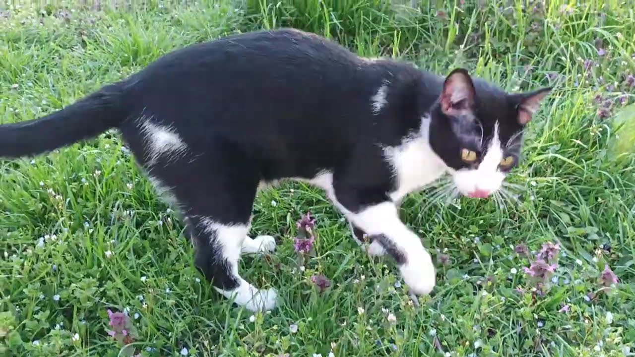 Chi incontreremo oggi in giardino? Vediamo!