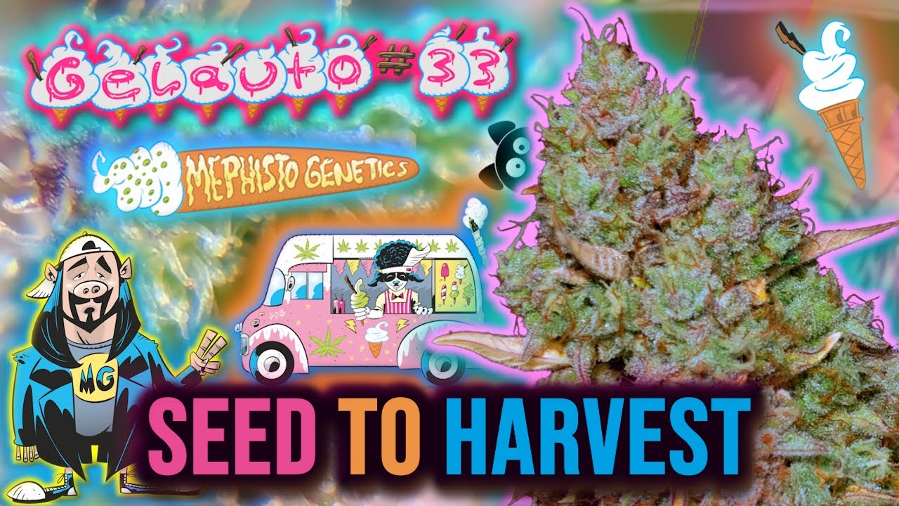 GELAUTO #33 🍧 | Mephisto Genetics СЕМЕНА для СБОРА УРОЖАЯ Выращивание автоцветов