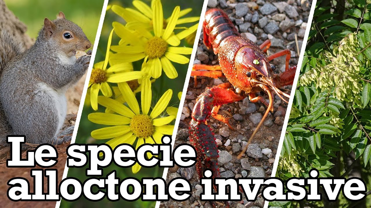 Le specie alloctone invasive
