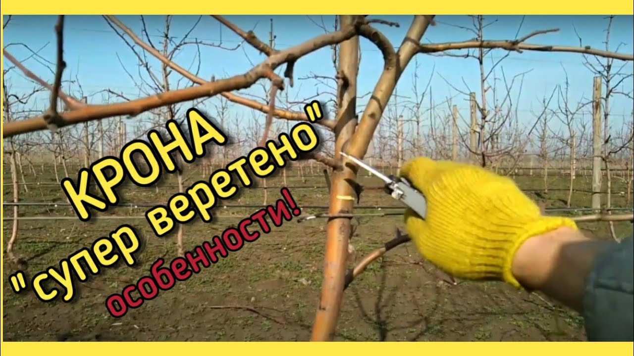 ОСОБЕННОСТИ ОБРЕЗКИ ЯБЛОНИ - КРОНА 