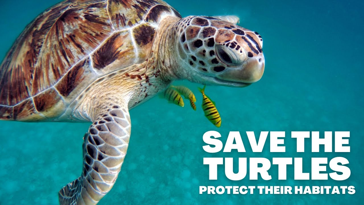 Why Sea Turtles Matter to Sri Lanka | Protect Our Ocean Life | 4K UHD