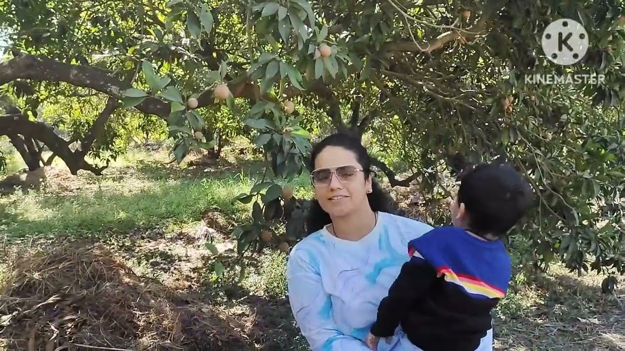 #chikoo #farm visit for 1st time #gholvad #dahanu  #palghar  #bordibeach #maharashtra @Auragreen