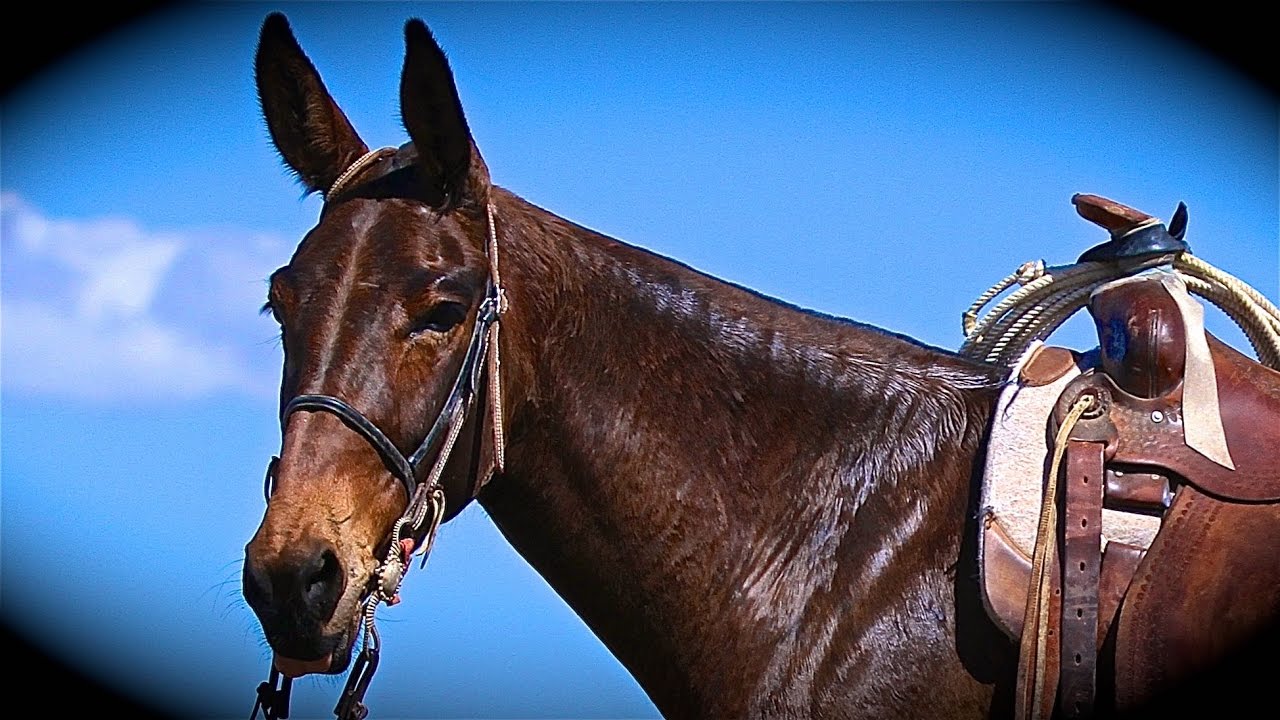 MIKES JOHN MULE 